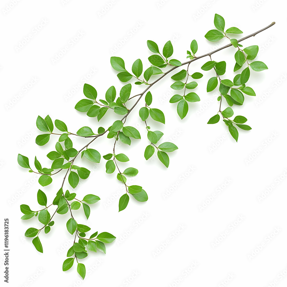 Fresh Green Branch with Leaves Isolated on White Background, green leaves, spring, summer, nature, plant Fresh Green Branch with Leaves Isolated on White Background, green leaves, spring, summer, nature, plant