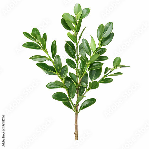 Lush Green Sprig of Boxwood on White Background, boxwood sprig, green leaves, foliage, branch, greenery