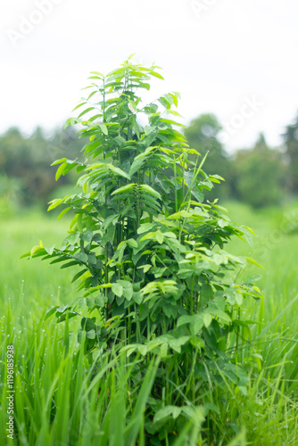 Photo of a plant whose scientific name is Sauropus androgynus. photo