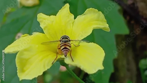 bee on yellow flower