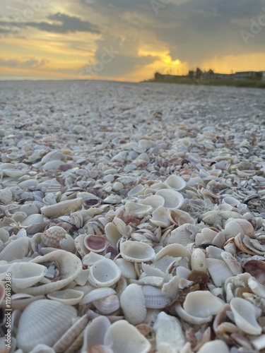 Sunset over a shoreline covered in seashells