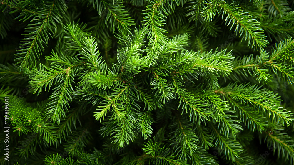 Lush Green Fir Tree Branches Background, evergreen, conifer, needles, texture, nature Lush Green Fir Tree Branches Background, evergreen, conifer, needles, texture, nature