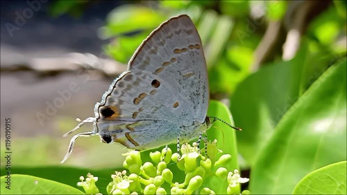 butterfly on flower