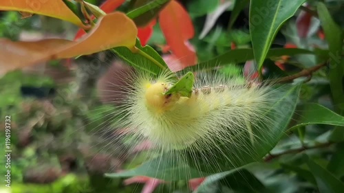 yellow caterpillar eating leaves