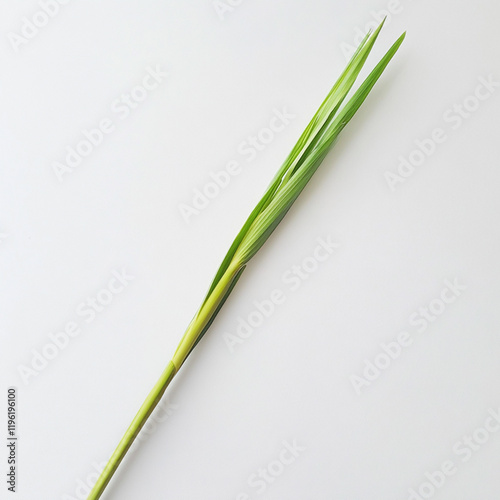 fresh green onion 