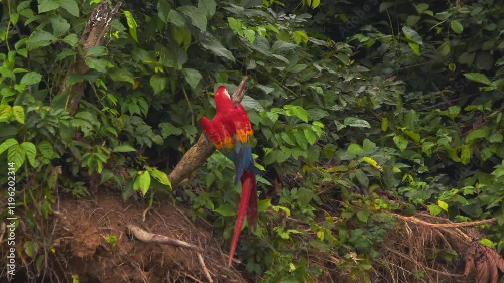 Single Scarlet Macaw doing acrobatics and balancing act on a wooden perch before coming down on the chuncho clay lick to join others Single Scarlet Macaw doing acrobatics and balancing act on a wooden perch before coming down on the chuncho clay lick to join others