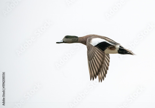 American Wigeon duck flying close against a plan white sky