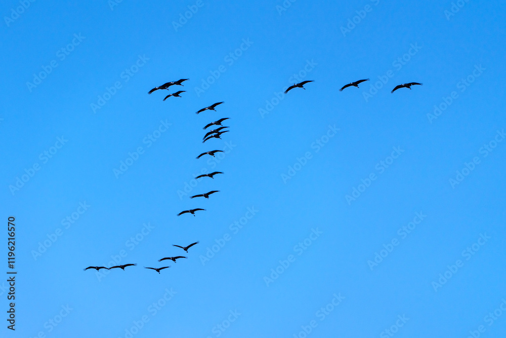 flock of black cranes flying in the blue sky flock of black cranes flying in the blue sky