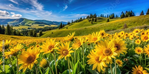 Oregon Wildflowers: Arnica & Balsamroot Meadow Bloom near Portland - Landscape Photography
