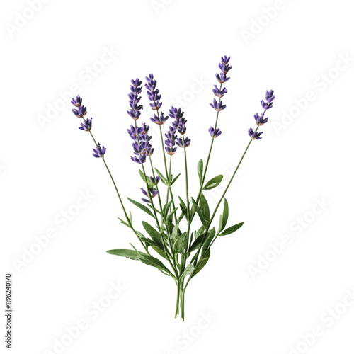 Purple Lavender Bouquet with buds isolated on transparent background, cut out, png