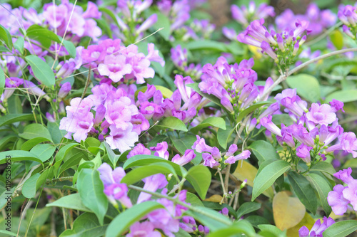 Garlic vine violet flower selective focus point