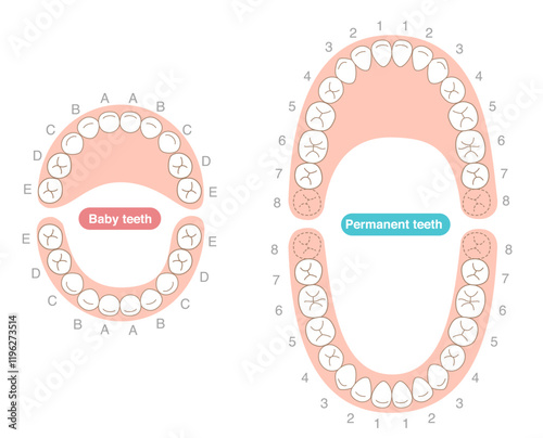 A set explaining the dental arches of permanent and baby teeth, along with their respective names.