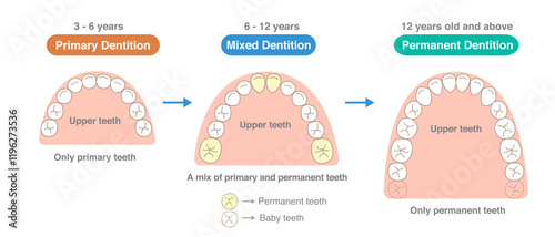 The number of teeth changing with age, the newly erupting teeth, and the alignment of the teeth.