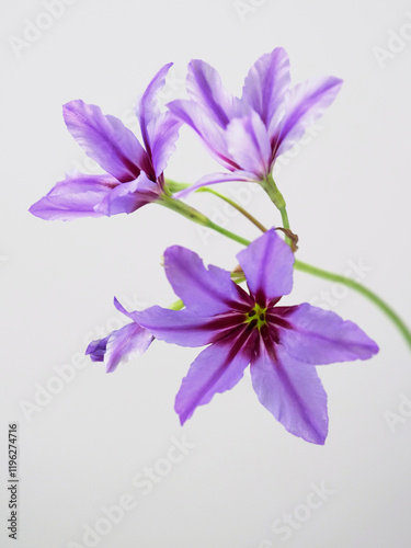 紫色のリューココリネの花
 photo