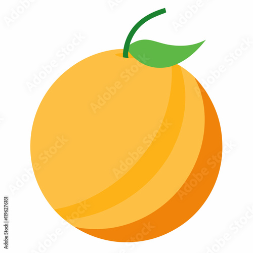 cantaloupe fruit vector illustration