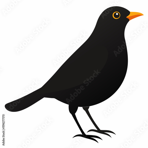 Photos blackbird vector illustration