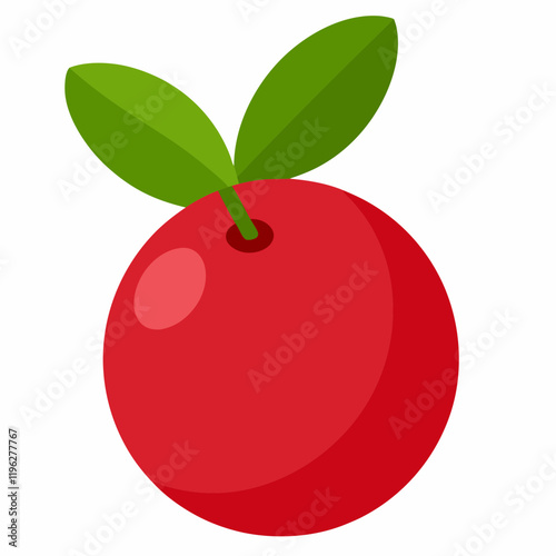 cranberry vector illustration