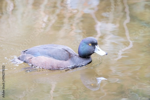 New Zealand Scaup Swimming Gracefully on a Calm Pond photo