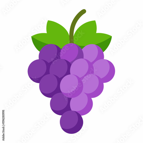 vector illustration of grapes