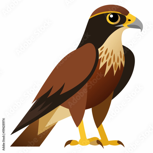 hawk on a white background