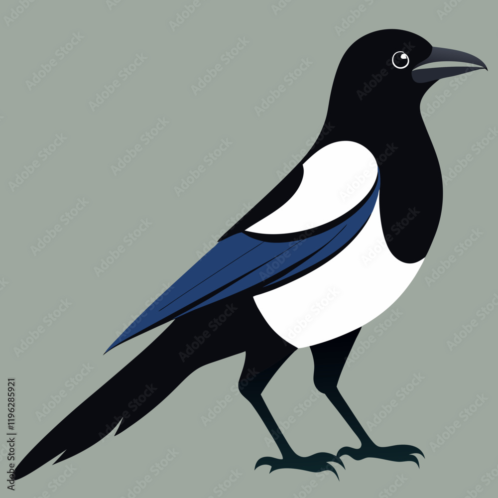 Fototapeta premium vector illustration of a magpie