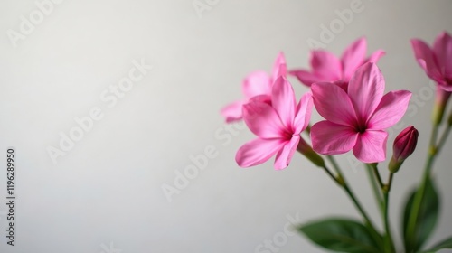 Delicate Pink Blossoms Against a Soft White Background, a Simple yet Elegant Floral Arrangement Perfect for a Variety of Design Projects