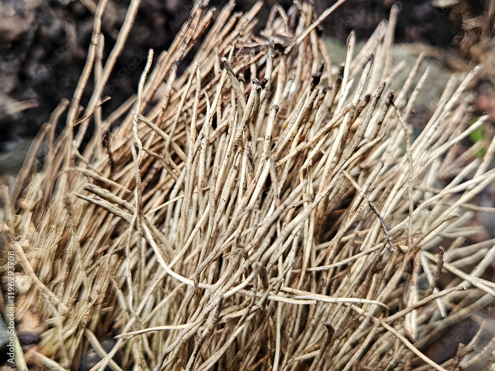 Natural pile of dry twigs with blurry background