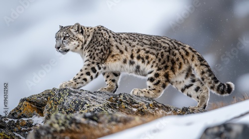 a snow leopard gracefully walking on a rocky mountain ridge photo