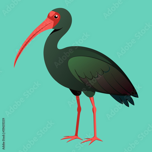 vector illustration of a bald ibis