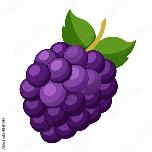 boysenberry vector illustration