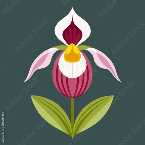 vector illustration of lady s slipper
