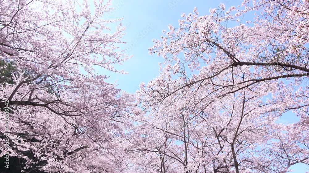 風で舞い散る満開の桜の花びらと青空のスローモーション 4K 風で舞い散る満開の桜の花びらと青空のスローモーション 4K