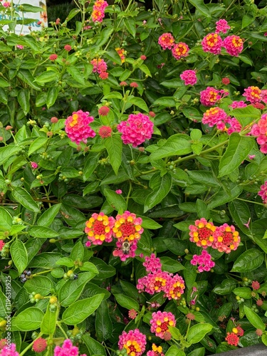 red and white flowers