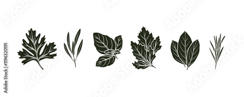 Flat vector doodle herbs. Cilantro, tarragon, basil, parsley, laurel bay, rosemary