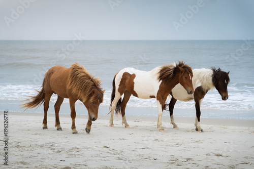 wild horses on the beach