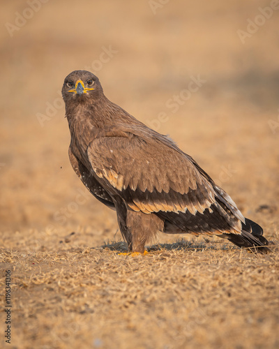 Steppe eagle or Aquila nipalensis portrait in jorbeer conservation reserve bikaner rajasthan india asia. large bird of prey with eye contact during winter migration perched on ground in sunlight photo