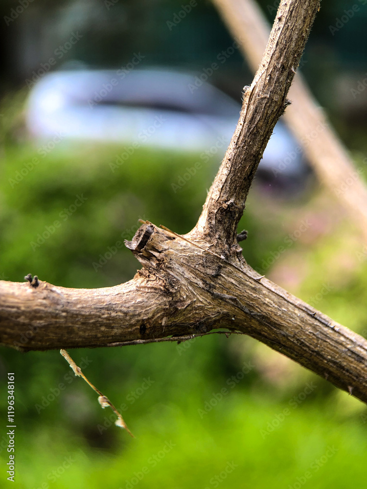 Fototapeta premium close up of branch in the forest