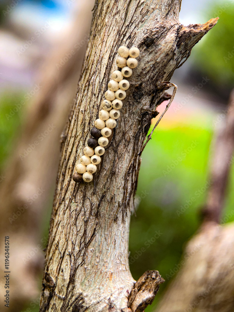 close up of insect eggs on tree branches close up of insect eggs on tree branches
