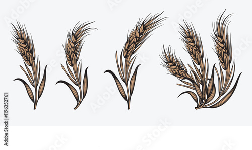 Wheat field isolated wheat ears vector set illustration on white background