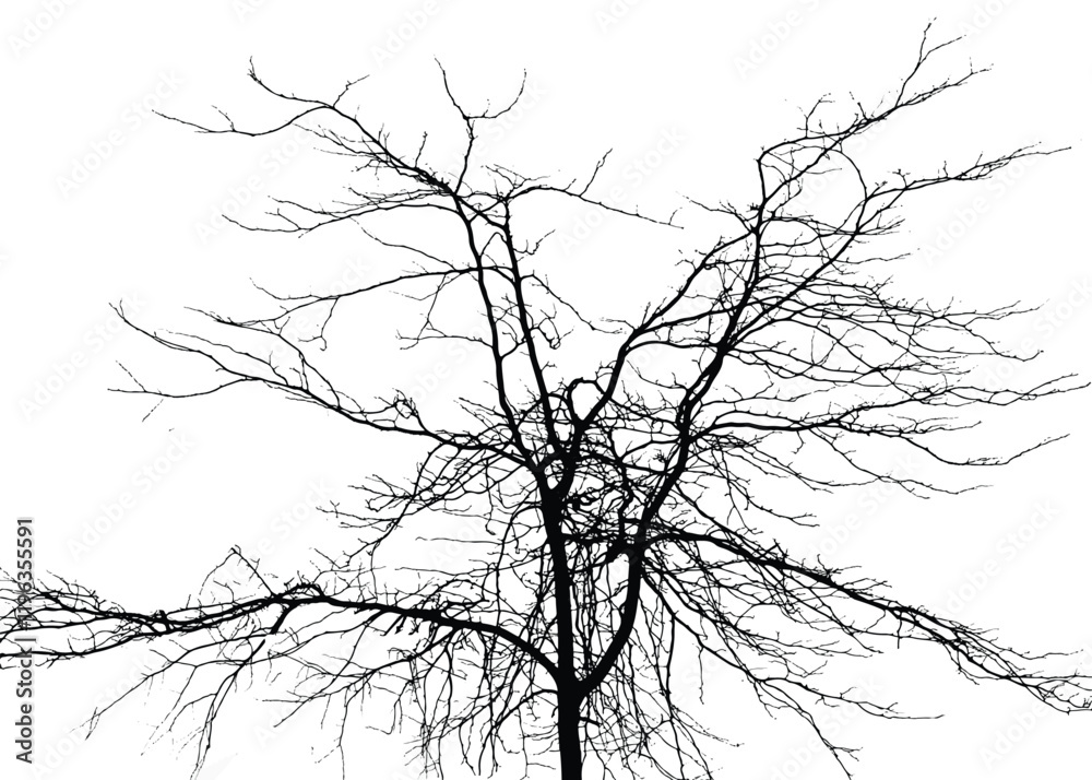 Fototapeta premium Silhouette of bare tree with branches isolated on white. Black and white vector illustration 