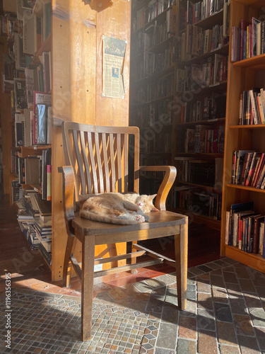 Cat Sleeping in Bookstore Chair