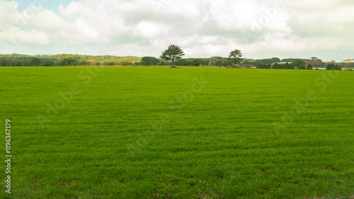 Horse ranch with green pastures