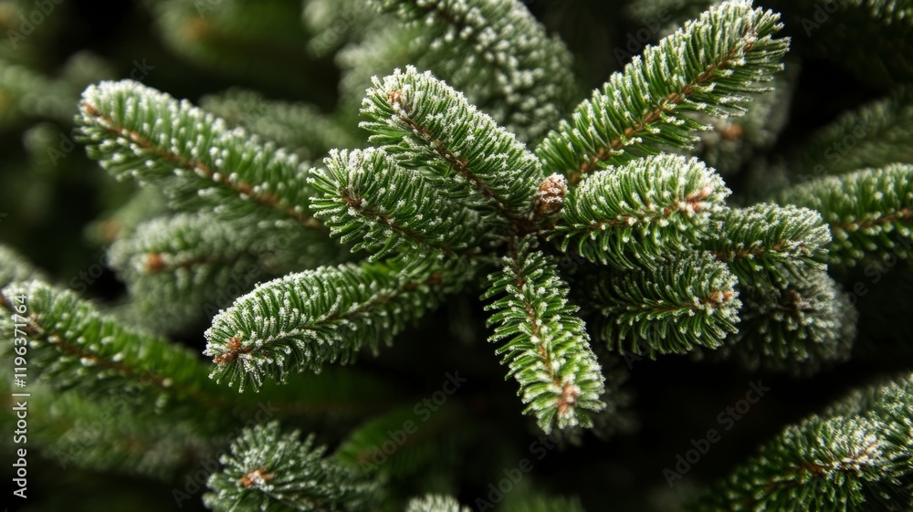 Close-up of Frost-Covered Fir Tree Branches Close-up of Frost-Covered Fir Tree Branches