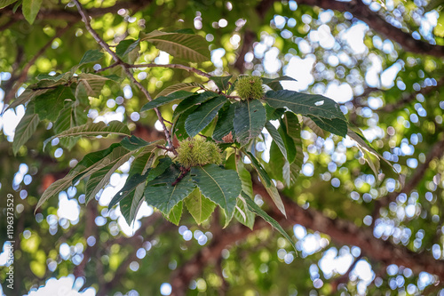 The chestnut is a tree that belongs to the Fagaceae family, whose fruit, the chestnut, is edible and was an important food source, photo