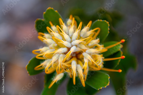 fynbos, garden route, western cape, south africa