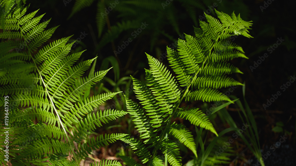 Fototapeta premium Lush green ferns growing in a tranquil forest setting during daylight hours