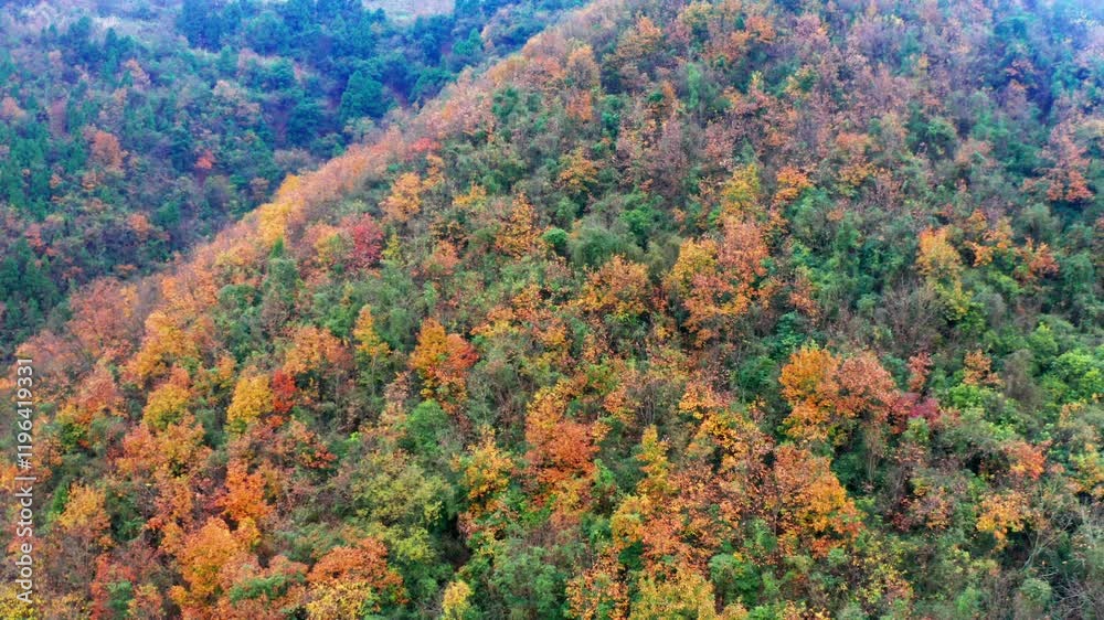 Explore the vibrant autumn forest with rich red leaves from above in stunning aerial view Explore the vibrant autumn forest with rich red leaves from above in stunning aerial view