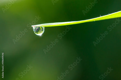 A leaf with a drop of water on it