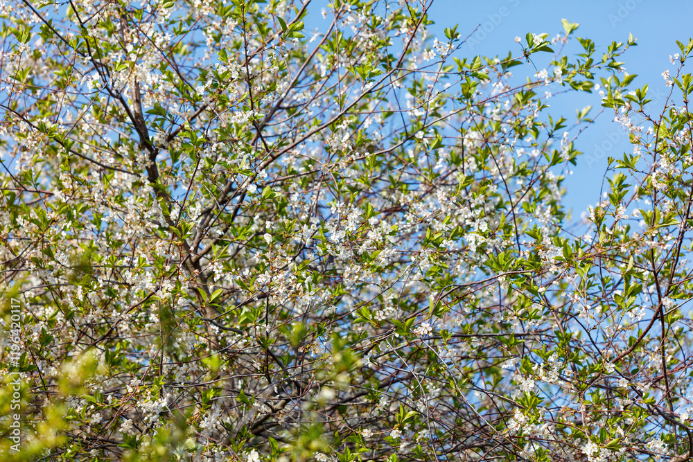 A tree with many leaves and flowers is in the foreground A tree with many leaves and flowers is in the foreground
