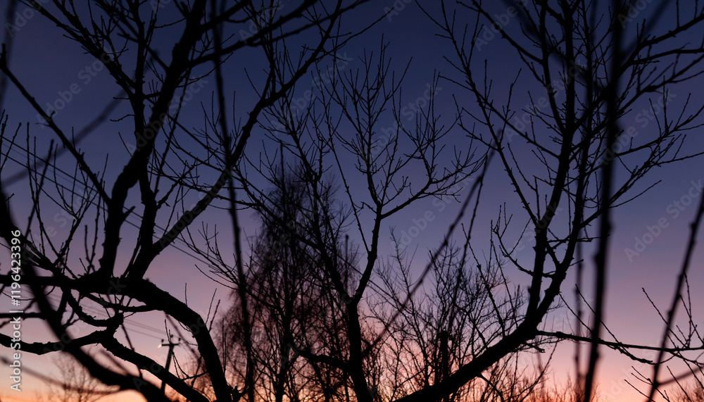 A tree with branches that are silhouetted against the sky A tree with branches that are silhouetted against the sky